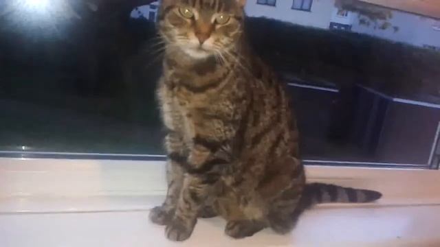 peps windowsil смотреть онлайн