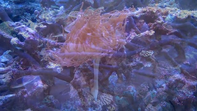 Some saltwater aquarium shots from my Lumia 640 LTE смотреть онлайн
