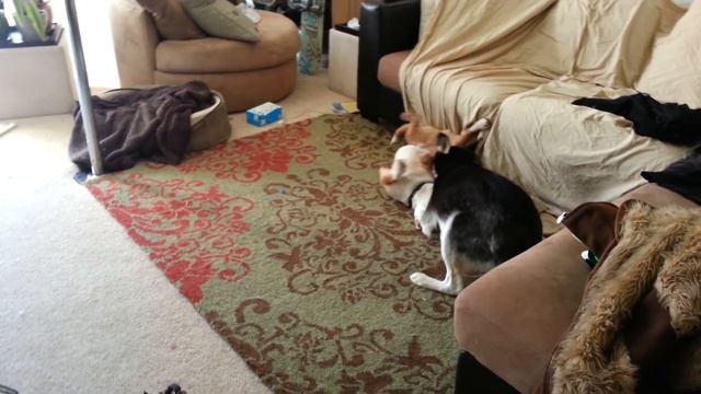 Rufus and loki 4.14.13 смотреть онлайн