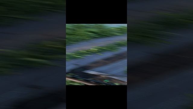 растёт клубника 🍓🍓🍓 смотреть онлайн