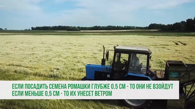 Уборка ромашки на Алтае смотреть онлайн