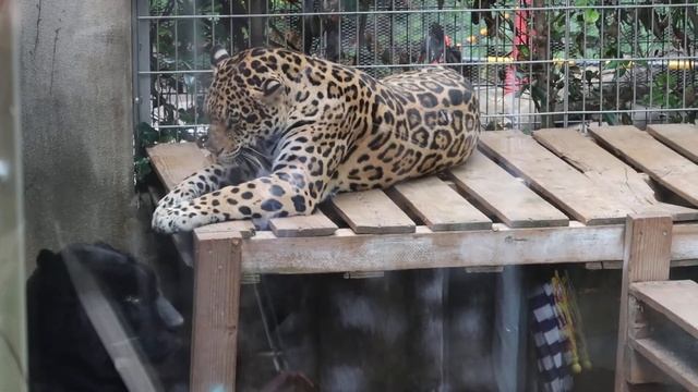 #9 June 2021 Jaguar At Oji Zoo, Kobe, Japan