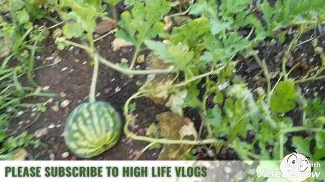 Check out my little yard farm Melons, Orange tree, Custard apple, Star plum/Jumbilin and Corns. смотреть онлайн