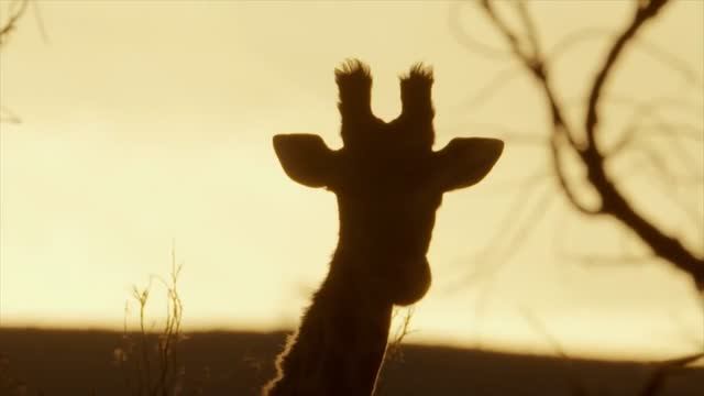 Видео про жирафа смотреть онлайн