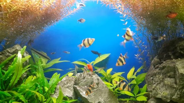 Релакс аквариум. Aquarium Relax Music HD 1080P. смотреть онлайн