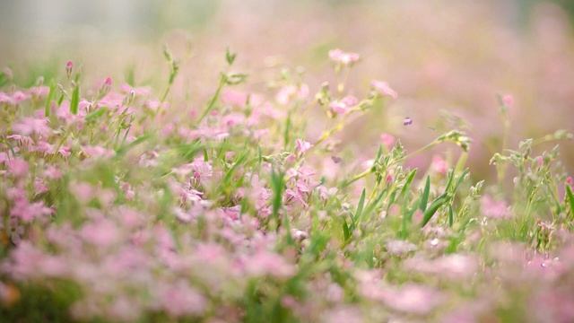 Animated Live Wallpaper, Screensaver, flowers, butterflies, Free no copyright, No watermark. смотреть онлайн