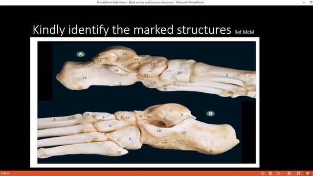 SURGICAL ANATOMY STATION OF DORSUM & ARCHES OF FOOT смотреть онлайн