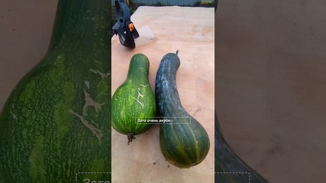 Урожай с Нашего Огорода.