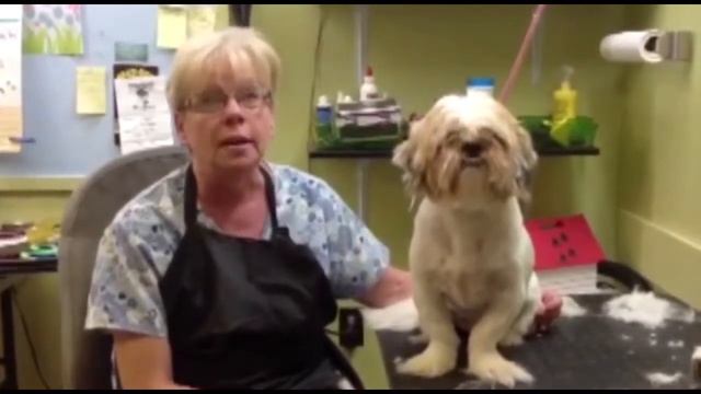 Pet Grooming Store смотреть онлайн