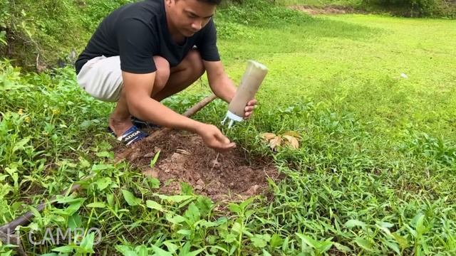 How to grafting apples with mangoes to get more fruit than expected | Mango tree turns into an appl смотреть онлайн