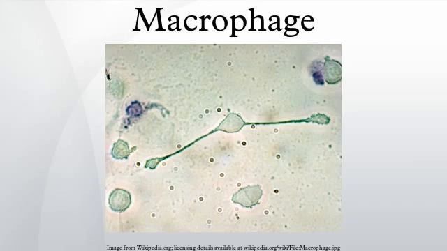 Macrophage смотреть онлайн