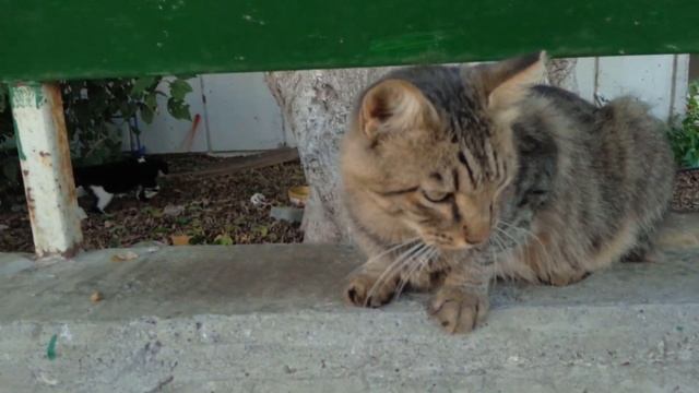 How to feed wild cats safely🐅 Как кормить диких котов🐆野生の猫に安全に餌をやる😸야생 고양이를 안전하게 먹이다🐱