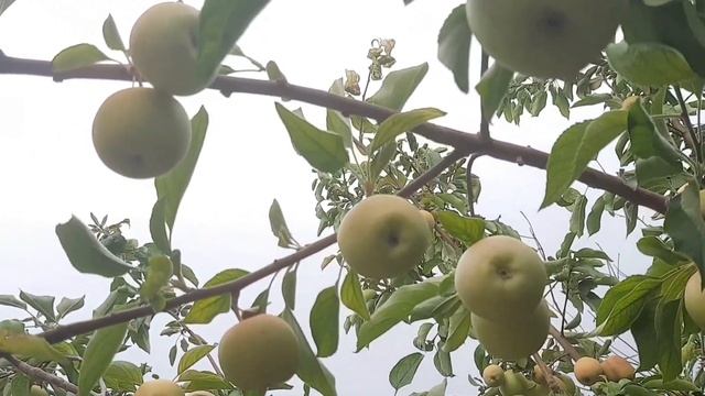 The Incredible Story of How an Apple Tree Grew Into a Tree of Fruit смотреть онлайн