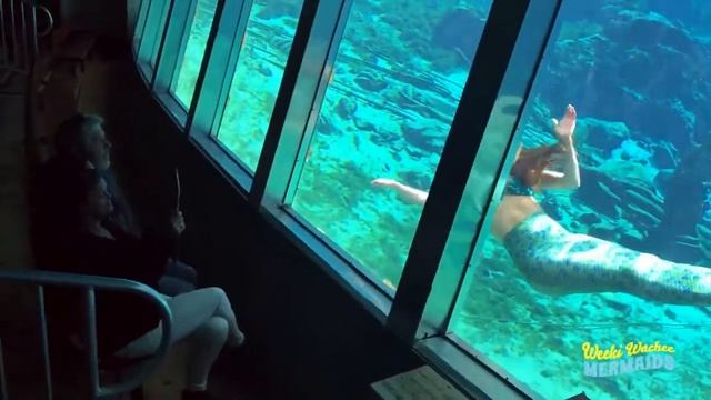 How Many Windows Can Weeki Wachee Mermaid Kourtney Swim? (2018) смотреть онлайн