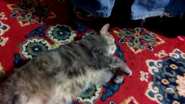 Кошка, кот, лазер, 2014, lazy cat, pussy scotish strite play with laserv алиска шерстяная смотреть онлайн