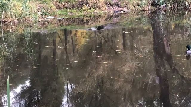 Я и баба и мужик/ Разговоры о вечном-в парке/Ловлю последние тёплые деньки смотреть онлайн