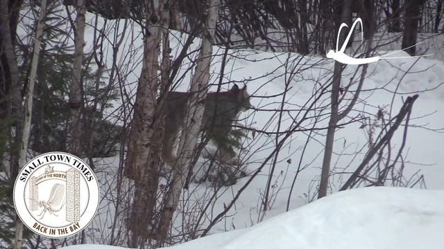 Lynx strolls through Ontario backyard ... a first at the Corbeil hacienda (fisher, bear vids also) смотреть онлайн