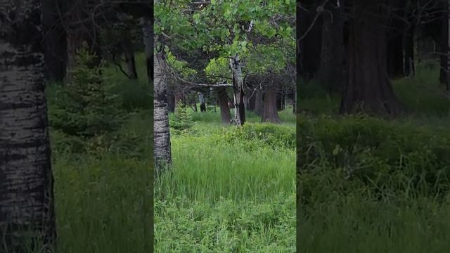 Elk herd, Helena NF, near Lincoln, MT. Filmed June, 2022 смотреть онлайн