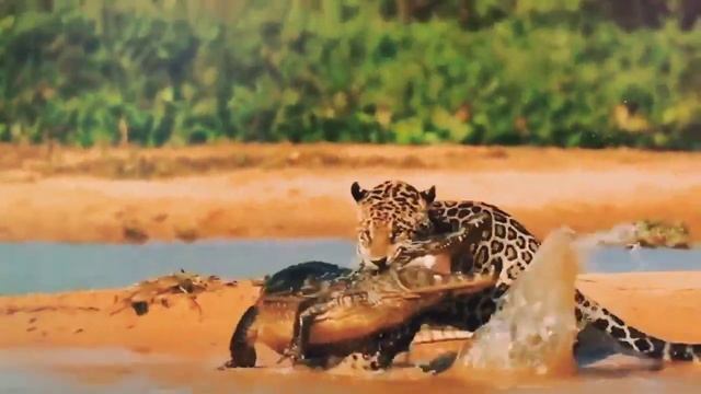 JAGUAR VS TIGER | बाघ और जैगुआर की लड़ाई में कौन जीतेगा | Tiger vs jaguar comparison смотреть онлайн
