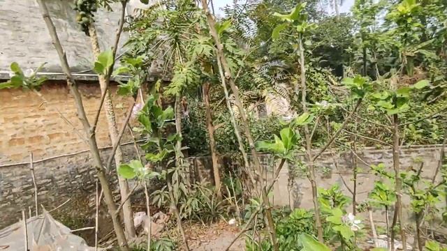 #Apple Trees blooming at Beldanga, West Bengal смотреть онлайн