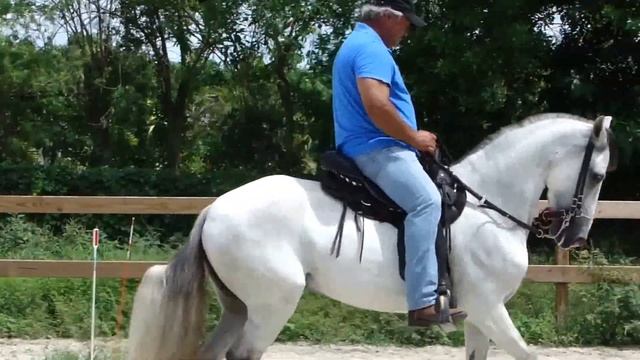 Training Paso Fino Horses With Carlos Arango