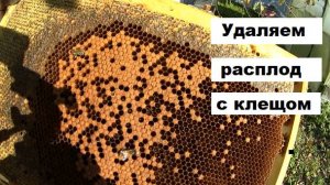Вынимаем последний расплод из пчелиных семей