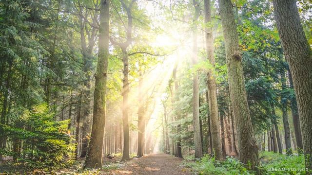 Rilassante Musica Per Pianoforte: Musica Rilassante, Il Sonno Di Musica, Musica Di Meditazione, Lo