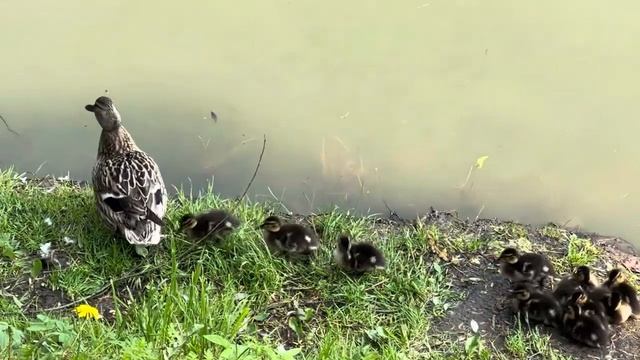 VLOG_8_23 Кристина Соколова Будни концерт Полины Мои эмоции ! смотреть онлайн