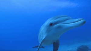 DS 10  #Domстрочек   # Музыка # Творчество # Новые идеи подводного мира для рукоделия #