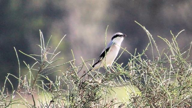 Birds of Oman part2, SysTechs || Oman birds смотреть онлайн