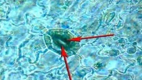 Лист. Клеточное строение листа смотреть онлайн