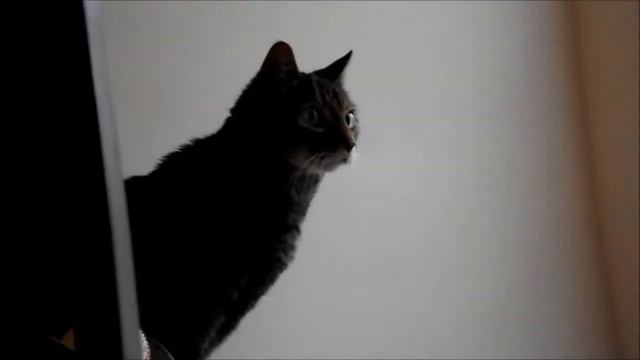 Cats Look Out Open Windows for the First Time смотреть онлайн