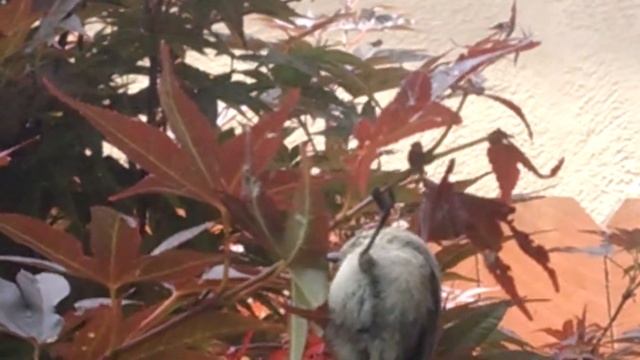 Sparrow bird tapping on the window смотреть онлайн