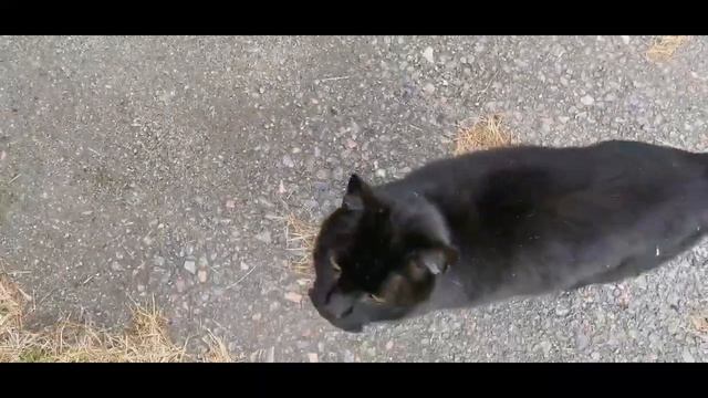 Dalawang pusa na itim/Apple tree/teamejandekay смотреть онлайн