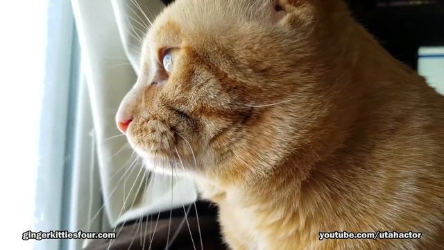 Ginger Tom Cat Looking for Birds at Window смотреть онлайн