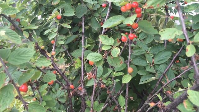 WHAT IS THIS FRUIT....LOOKS LIKE CHERRY (MAY 26,2021) смотреть онлайн