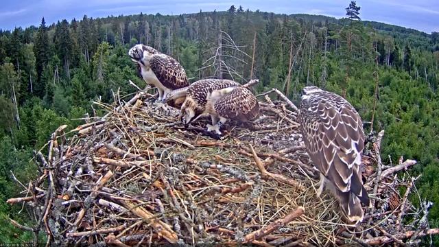 The hotly contested breakfast fish смотреть онлайн