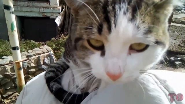 ПРОКАЗНИК КОТ ВАСИЛИЙ