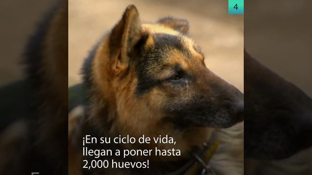 Mitos y Verdades de Garrapatas y Pulgas смотреть онлайн