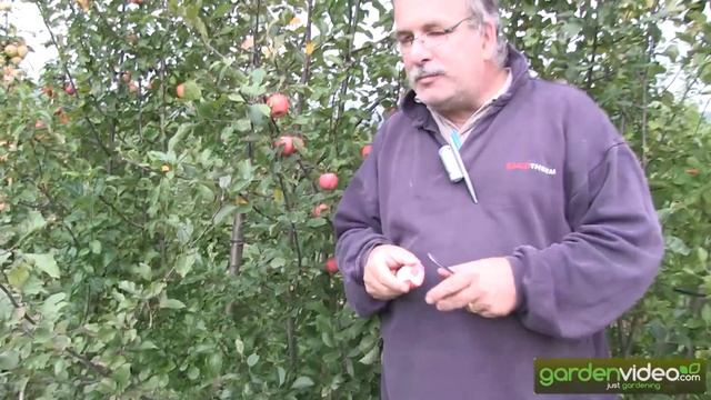 The passion behind apple breeding - new darkred Redloves смотреть онлайн