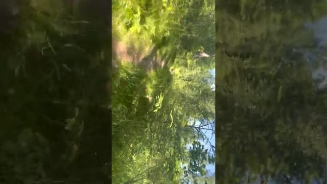 Jerk off in the woods of Sweden 🇸🇪 смотреть онлайн