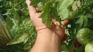 Сорт Минусинский лев