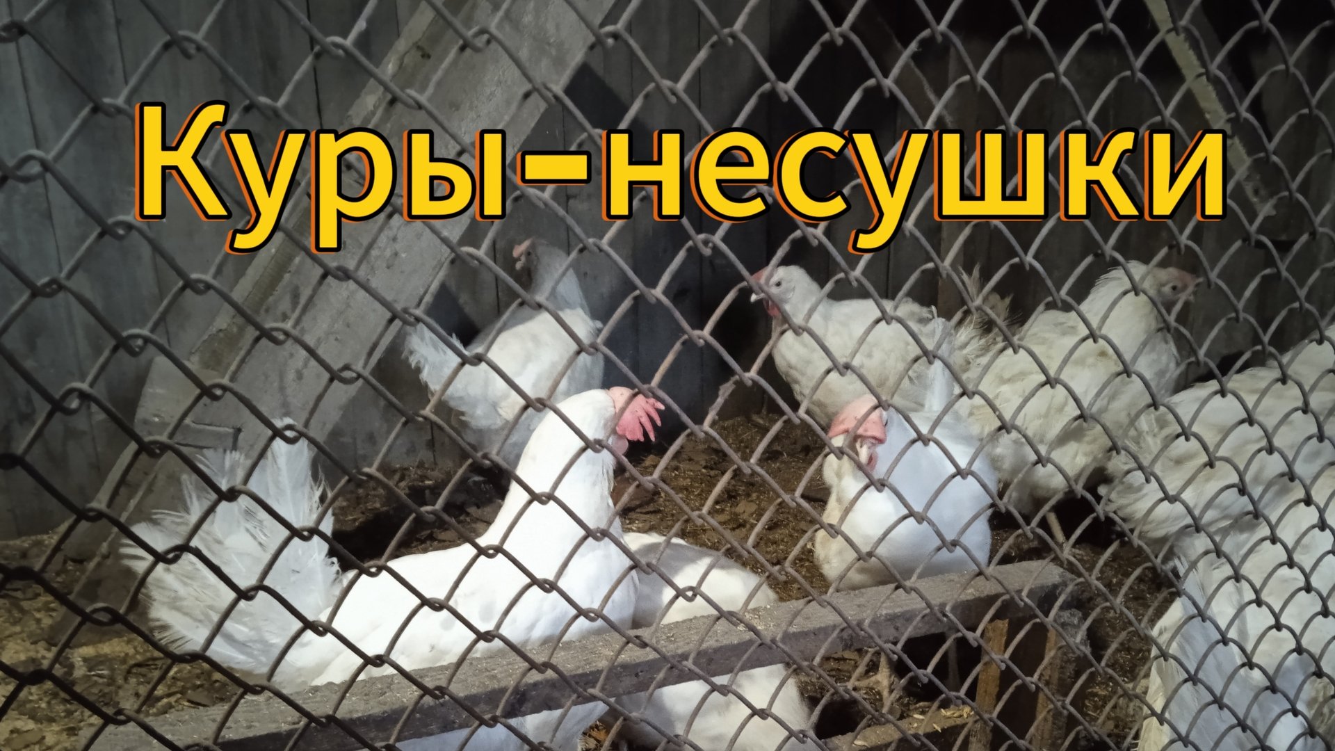 Как правильно давать витамины курам. Куры-несушки смотреть онлайн