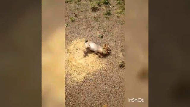 Клёпка смотреть онлайн