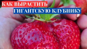 НЕВЕРОЯТНАЯ КЛУБНИКА ЦУНАКИ - ЯГОДЫ С АРБУЗ. КАК ВЫРАСТИТЬ ГИГАНТСКУЮ КЛУБНИКУ ИЗ СЕМЯН