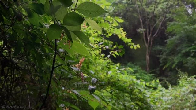 🌧️ Звук дождя в лесу. Лечебный шум дождя в лесу, слушайте перед сном или для отдыха смотреть онлайн