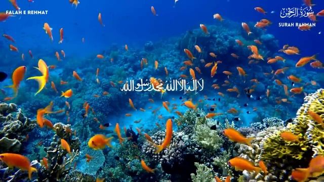 Surah Ar Rahman - سورة الرحمن | Most Peaceful Recitation | By Qari Tareq Mohammed смотреть онлайн