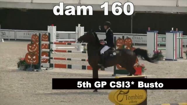 El torreo de Muze x Cristel M 160 (Diamant x Cento) смотреть онлайн