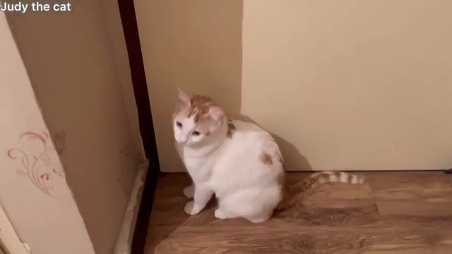 Funny cat trying to open the door but can not 😂 смотреть онлайн