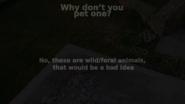 Let's answer your questions about the Wild Macaws смотреть онлайн